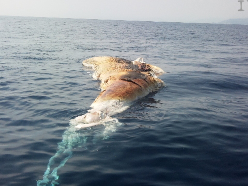 balena morta al largo di Savona