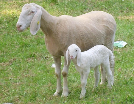 pecora e agnello