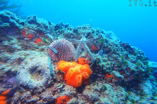 fondale marino stella marina riccio