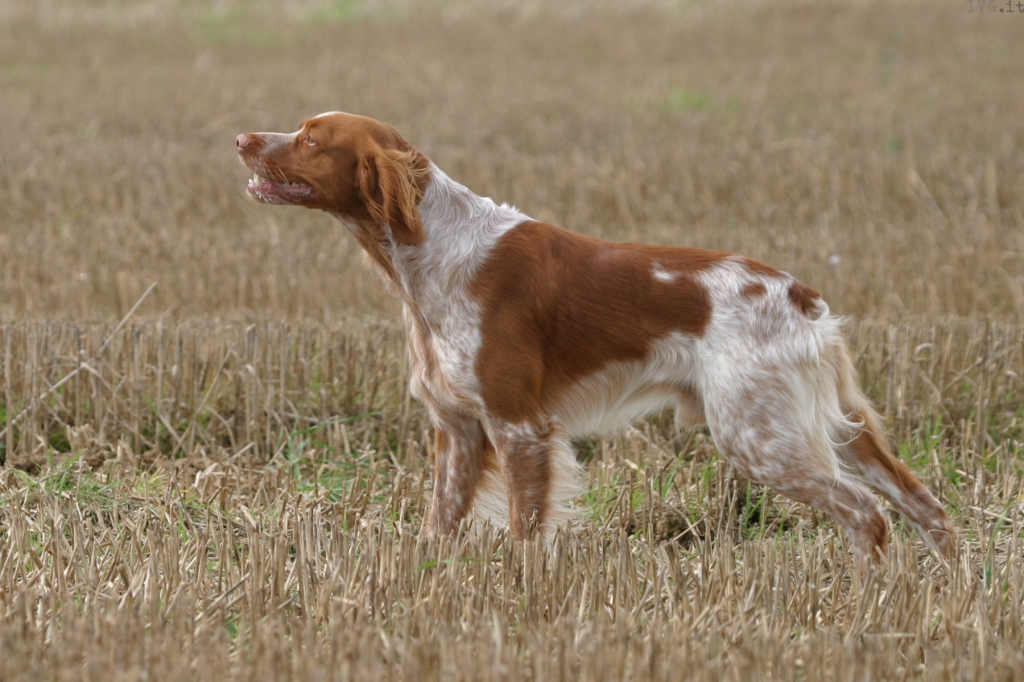 breton, cane da caccia