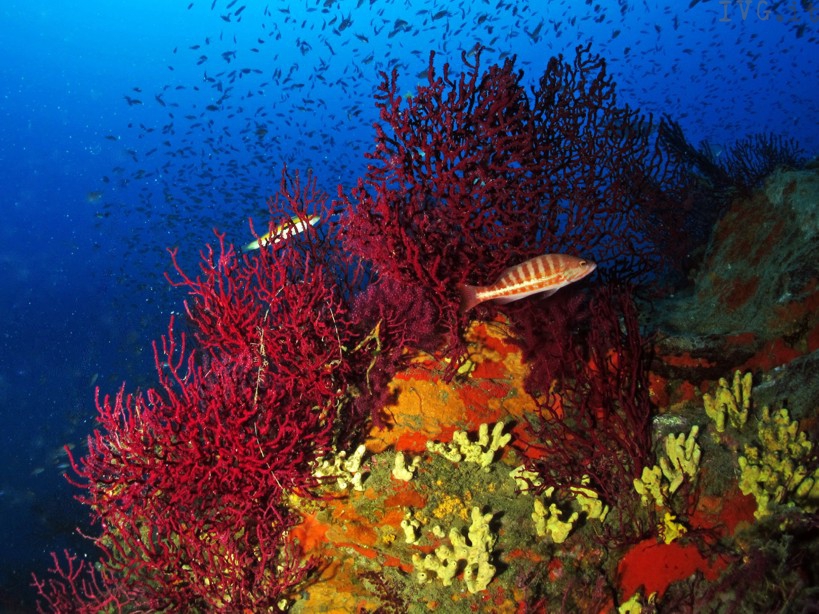 fondale mare corallo pesci