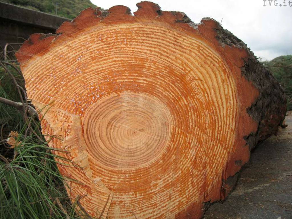taglio alberi