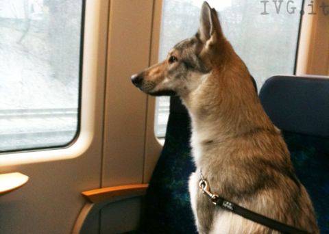 cane in treno