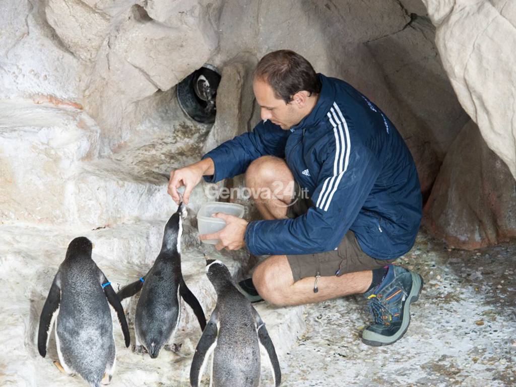 Pinguini di Magellano acquario di genova