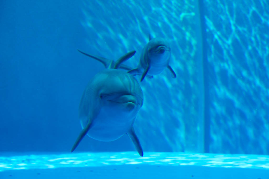 delfino delfini