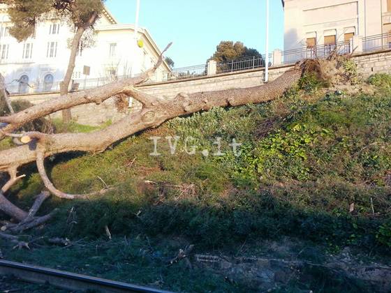 albero abbattuto su ferrovia