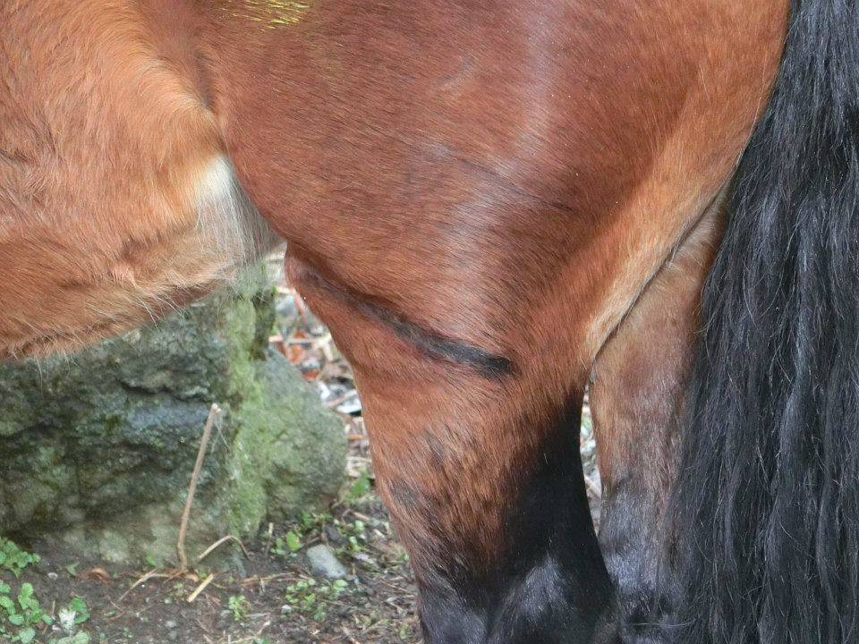 Cavalli selvaggi dell'Aveto catturati e rinchiusi in un recinto “lager”