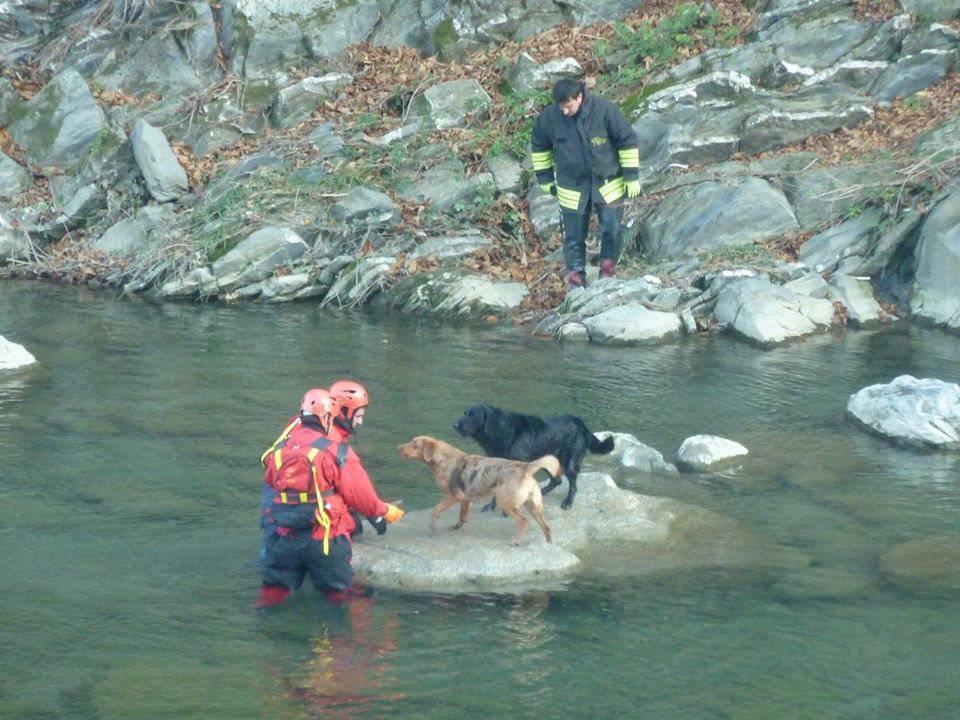 Cani salvati dai vigili del fuoco a Savignone