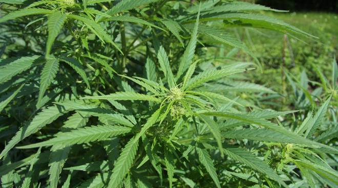 Coltivare la cannabis in aree a dissesto idrogeologico, proposta di legge in Consiglio regionale