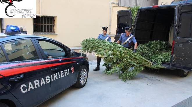 I carabinieri scoprono una piantagione di marijuana nei boschi di Stella: 250 chili di piante sequestrati