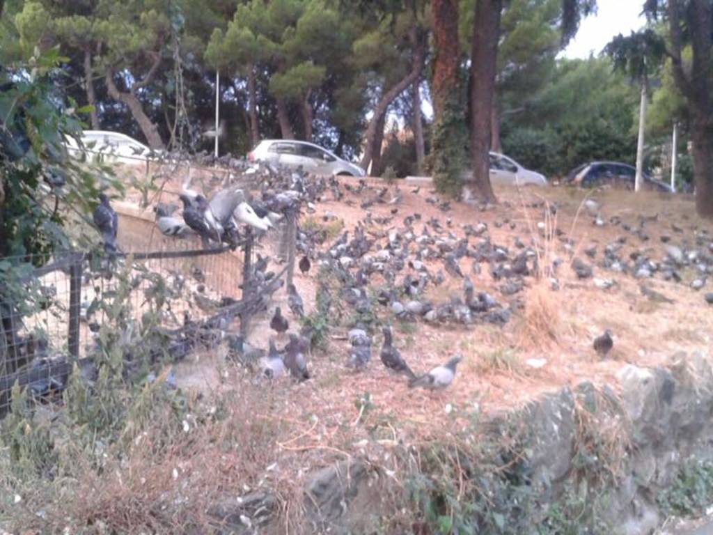 Invasione di piccioni ad Albaro