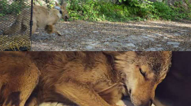 Lieto fine per Luce: la lupa trovata ferita a Millesimo torna libera nel Parco Nazionale dell’Appennino