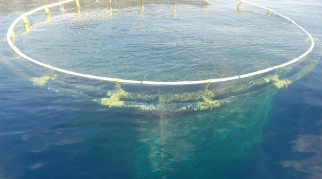 Chiude l’impianto per l’itticoltura di Alassio, il Comune ordina la rimozione delle gabbie