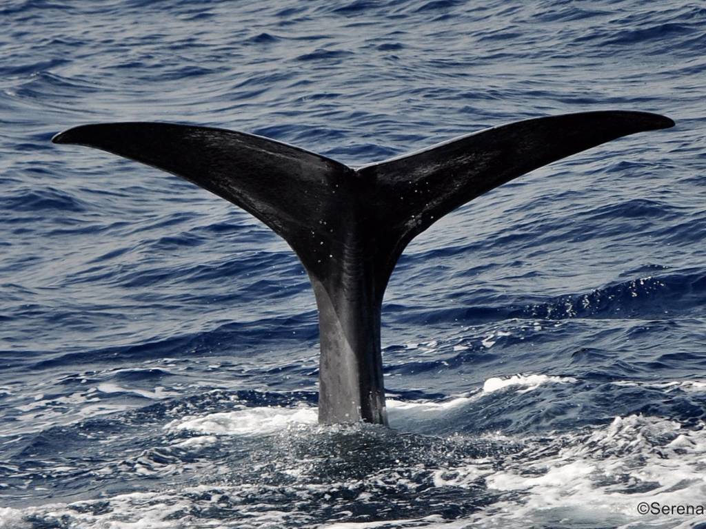 A Marina di Loano arriva il "Whale Watching" di Sea Safari