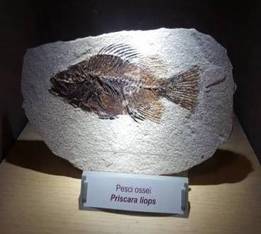 Museo Geopaleontolgico Silvio Lai Peagna Ceriale