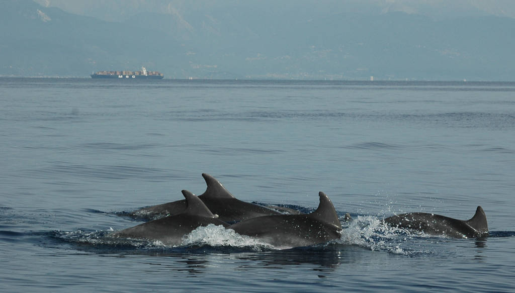 delfini metropolitani