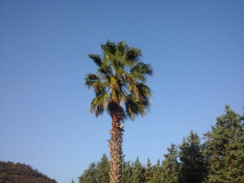 riviera delle palme