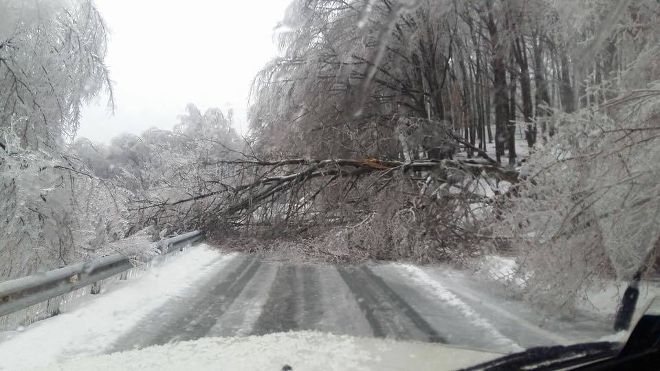 albero caduto neve ghiaccio