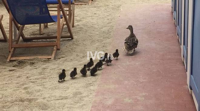 Mamma anatra e i suoi piccoli vanno in spiaggia a Pietra Ligure