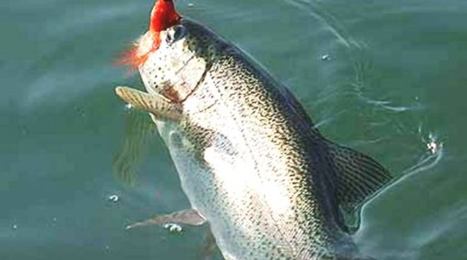 Pesca sportiva, stabiliti i criteri per l’assegnazione dei tesserini segna-catture