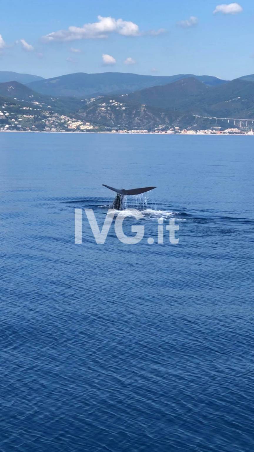 Spettacolare avvistamento di una balena nel savonese