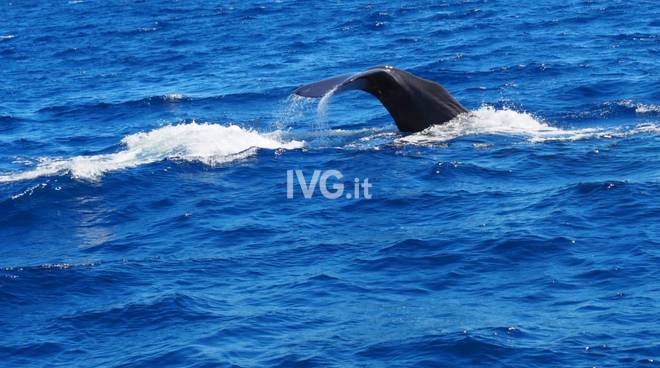 Spettacolare avvistamento nel ponente savonese: “E’ una balena, che spettacolo”