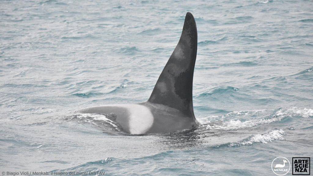 Dal genovese al savonese, le orche si trovano a Vado Ligure