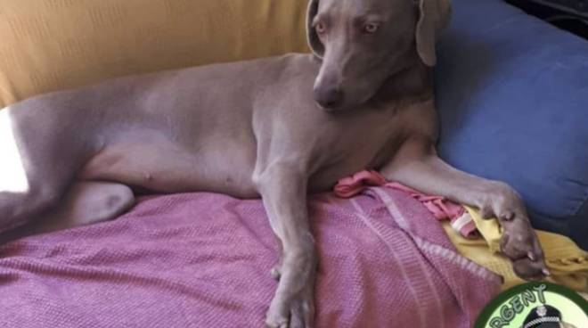Appello per ritrovare Dea, il cane scomparso da Leca d’Albenga il 19 gennaio scorso