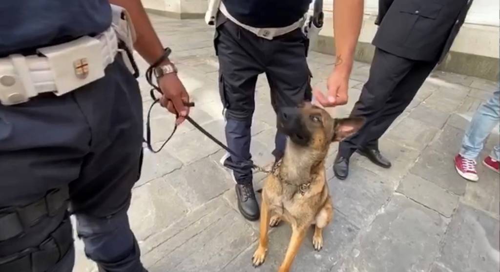cane Maqui polizia locale