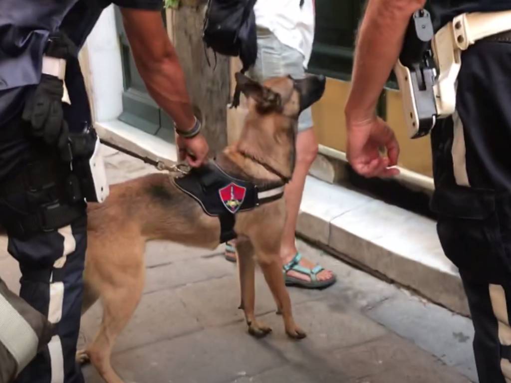 maqui cane antidroga polizia locale