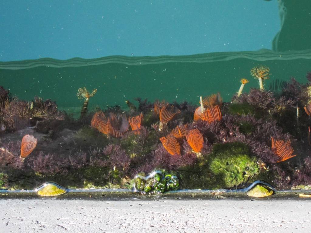 alghe e organismi sottomarini