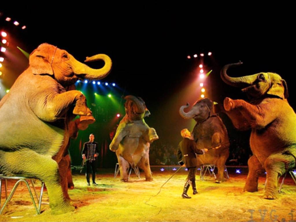 Circo Millennium elefanti