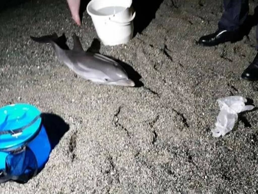 cucciolo delfino spiaggiato albisola 