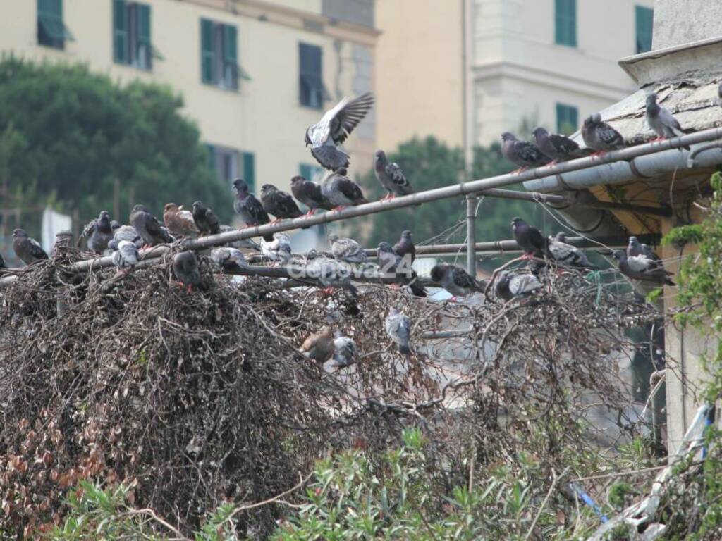 L’invasione di piccioni sui terrazzi del centro storico. I residenti assediati da guano e degrado