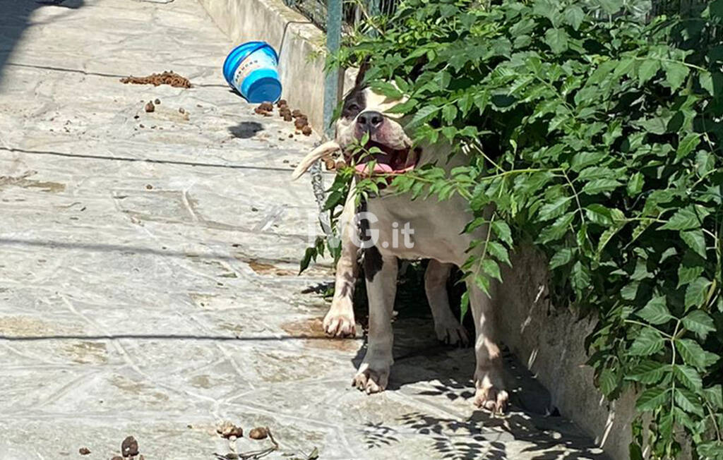 Albenga, cane legato sotto il sole: l'intervento di vigili del fuoco e polizia locale
