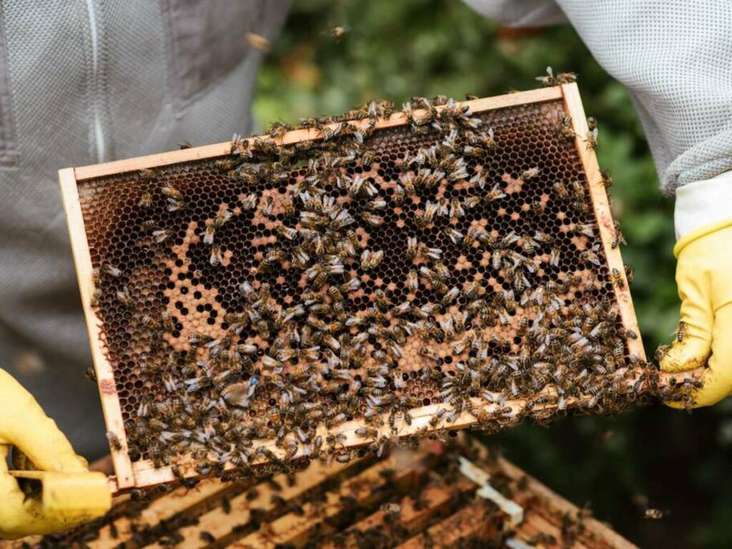 Fondi apicoltura