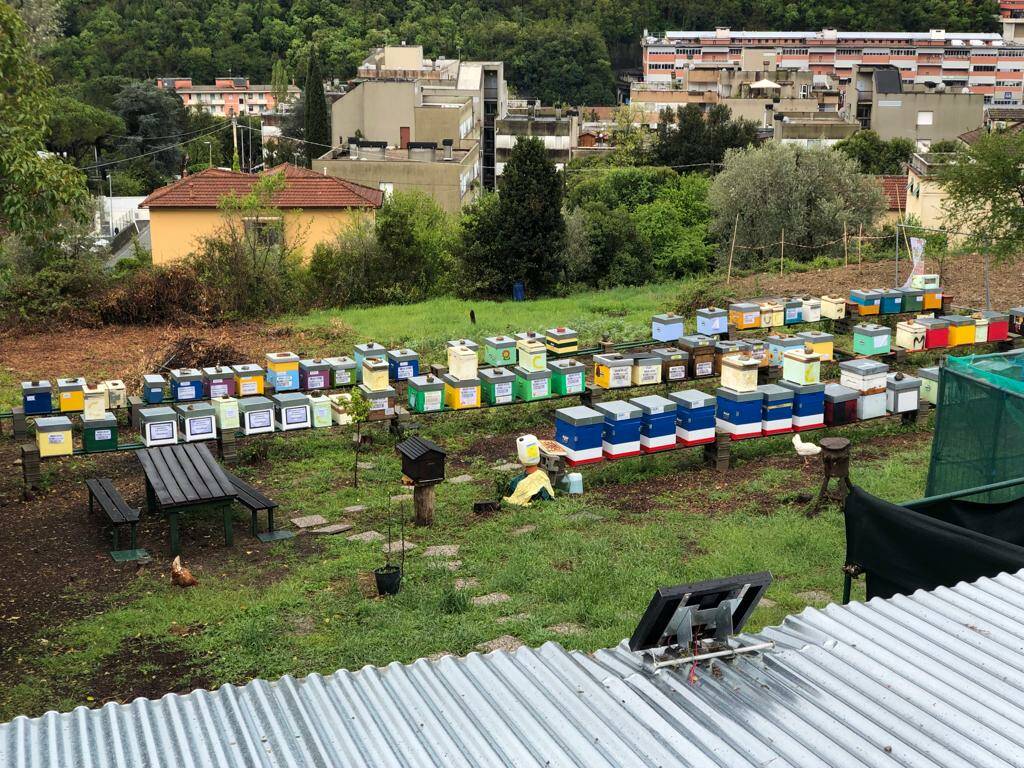 apiario urbano