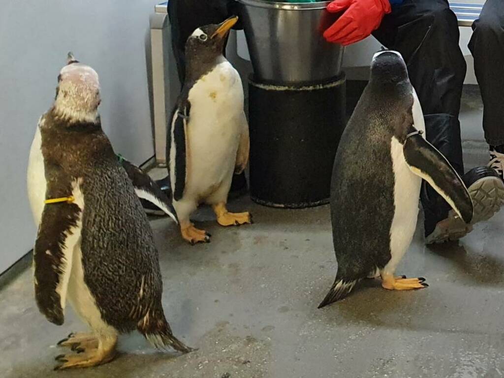 Pinguini Acquario Genova