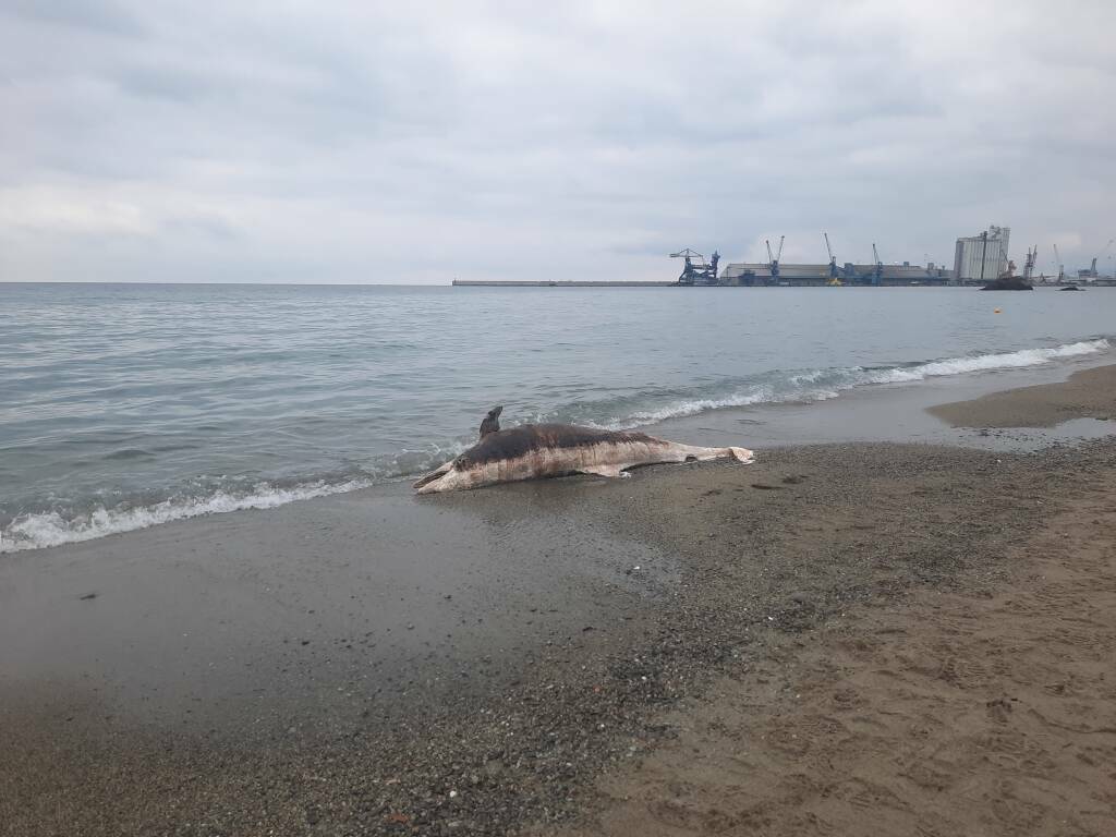Delfino spiaggiato a Albissola Marina